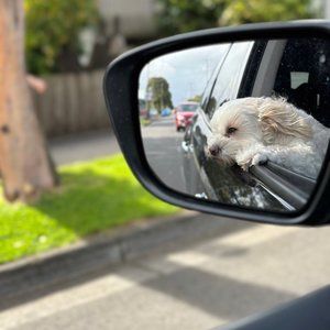 Meet your Posher, Lucille